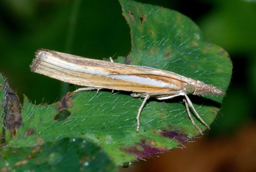 Crambidae